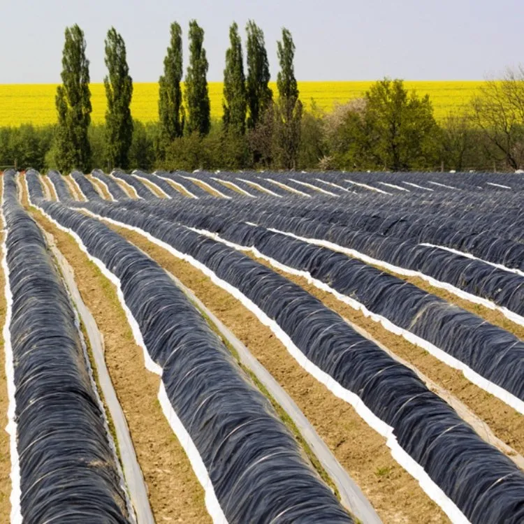 100% Degradable PBAT & PLA Agricultural Mulch Films