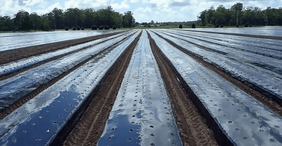 Anti-Weed Black Plastic Mulch Agricultural Film