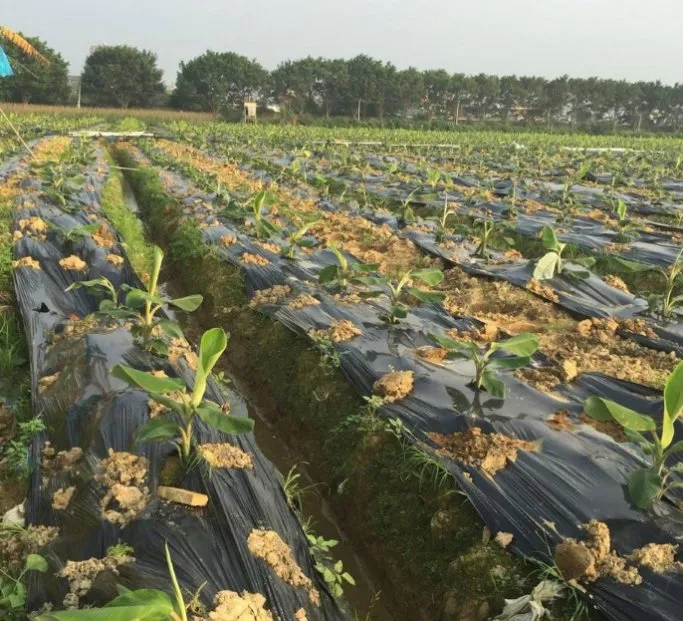 UV-Resistant Agricultural Mulch and Crop Cover Film