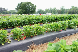 Anti-Weed Black Plastic Mulch Agricultural Film