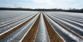 Anti-Weed Black Plastic Mulch Agricultural Film