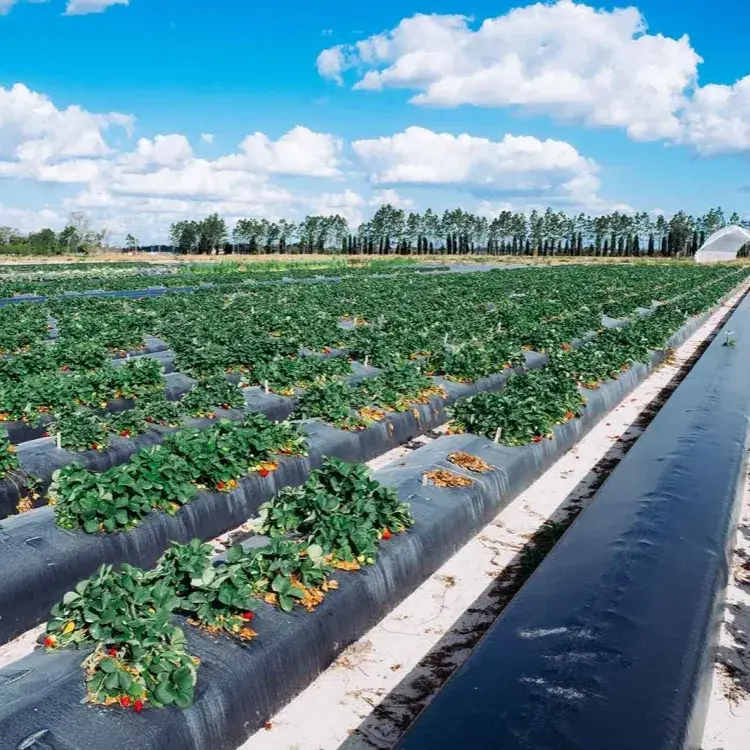 Biodegradable PLA/PBAT Agricultural Mulch Film for Weed Control